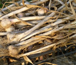 Knoblauchpflanzen In Kiste