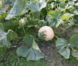 Kürbis Im Garten 1