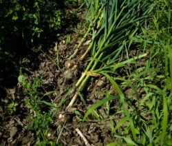 Nach Der Ernte Auf Dem Beet Trocknen