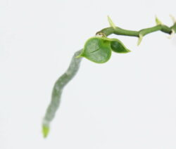 Phalaenopsis Kindel 6