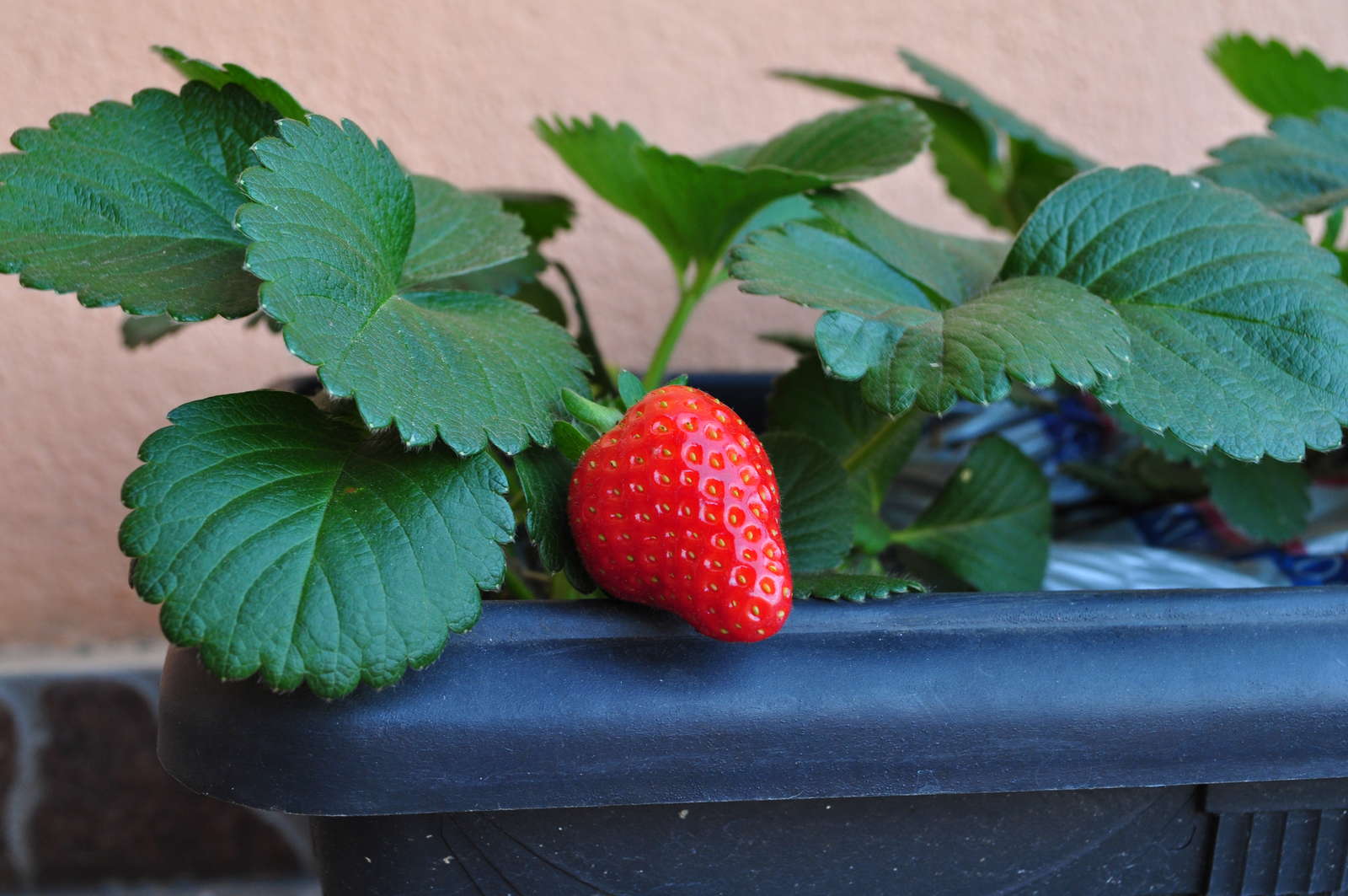 Erdbeeren pflanzen Erdbeeren aus dem eigenen Garten Plantura