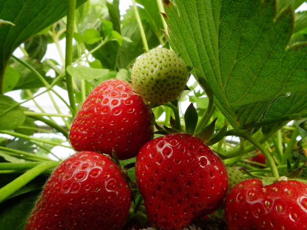 Erdbeersorten: robuste, immertragende &amp; frühreife (Übersicht) - Plantura