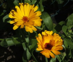 Ringelblume