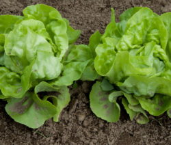 Salat Im Hochbeet