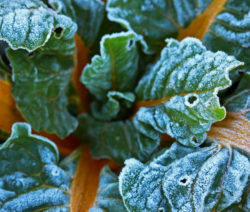 Mangold Im Winter