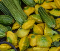 Zucchini Diversität