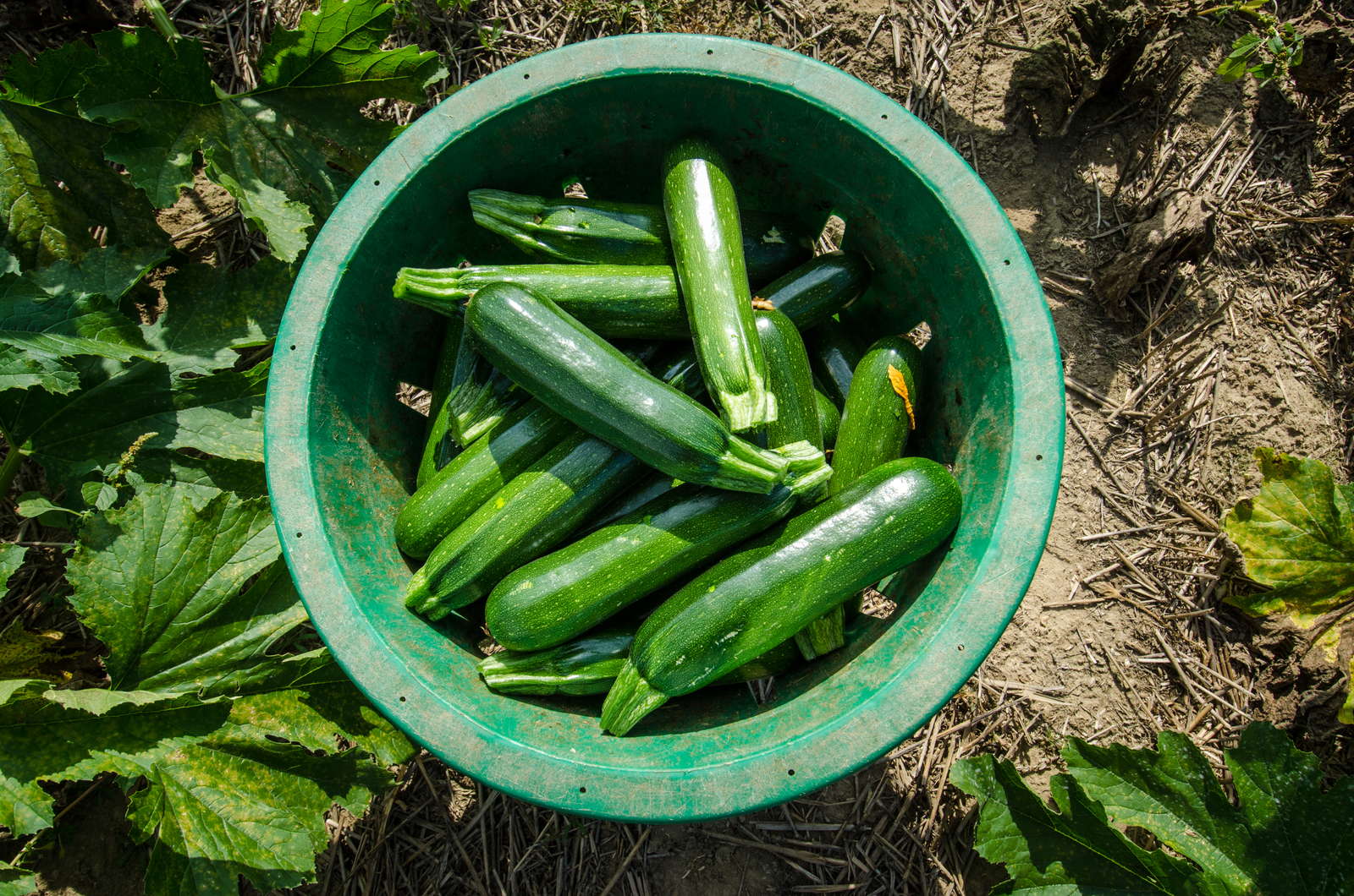 Zucchini Ernten Und Lagern Plantura