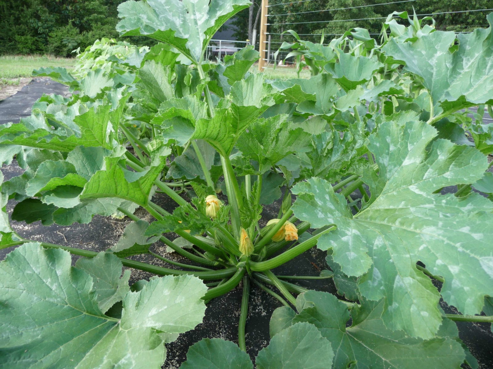 Zucchini Pflanzen Und Erfolgreich Anbauen Plantura