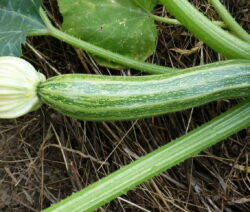 Zucchini Mit Blüte