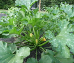Zucchini Mit Blütenansatz