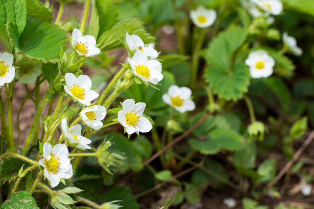 Erdbeerblüten