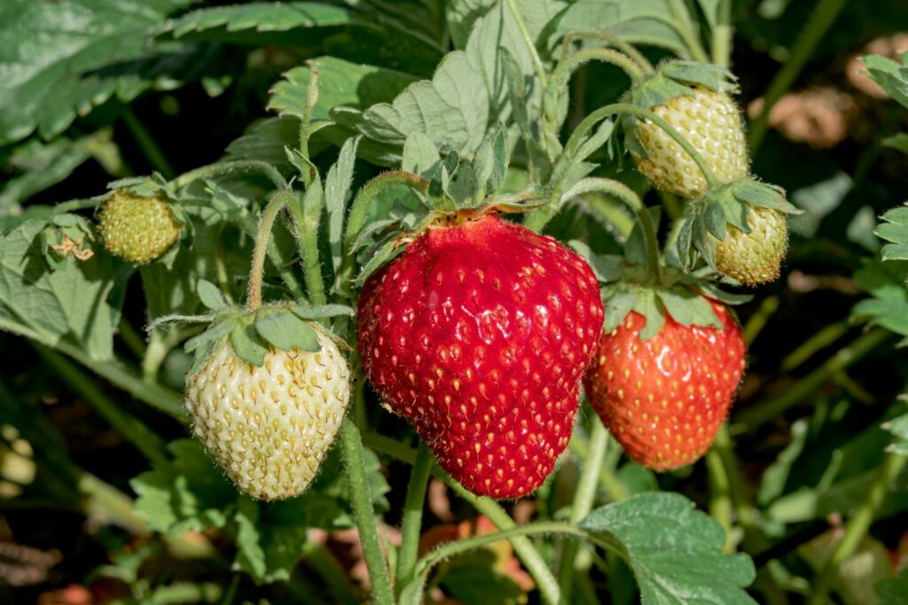 Reife und unreife Erdbeeren 