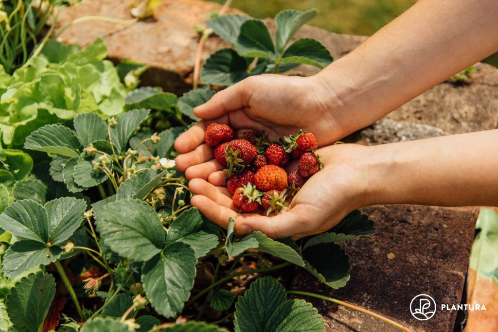 Erdbeeren aus dem eigenen Garten