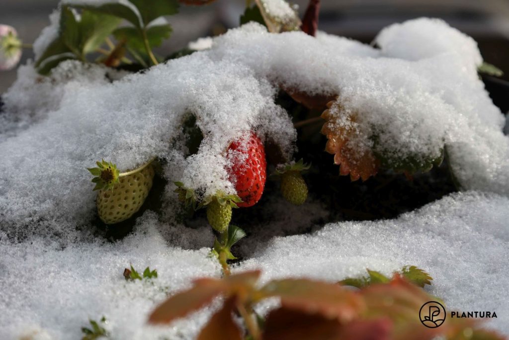 Erdbeere im Winter