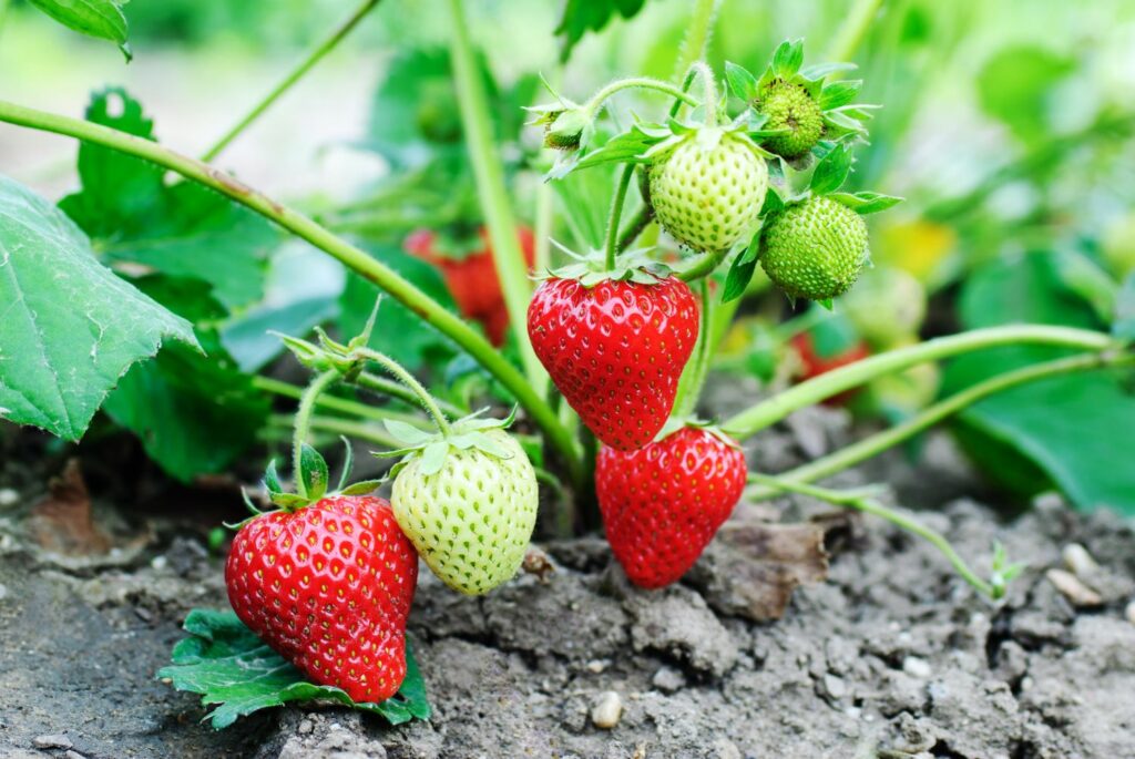 Reife und unreife Erdbeeren