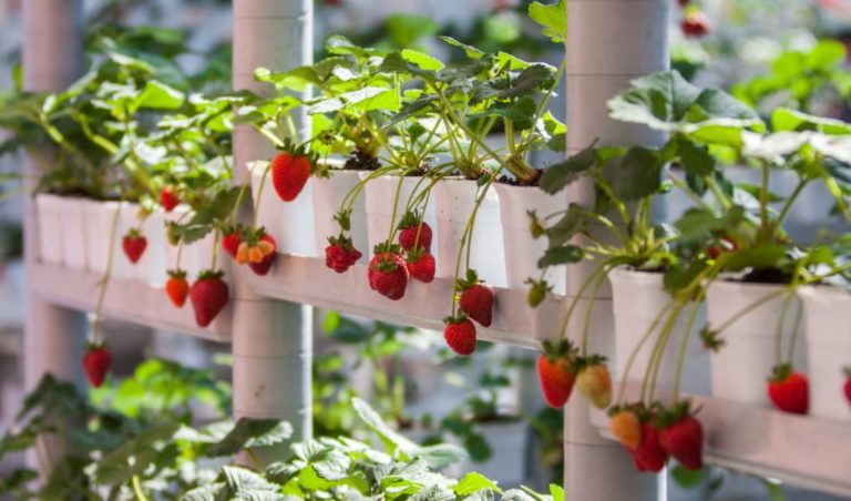 Erdbeeren Vom Pflanzen bis zum Ernten Plantura