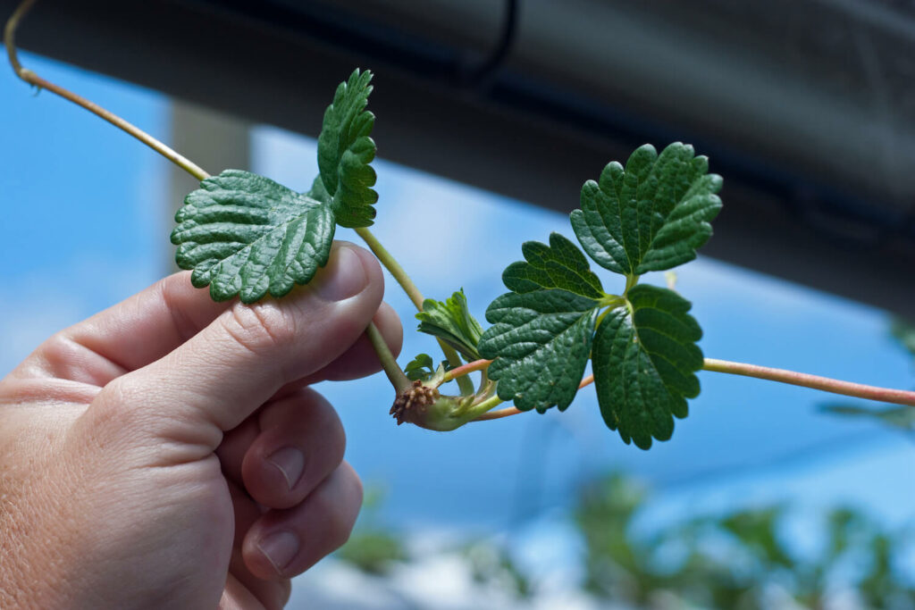 Ableger von Erdbeeren