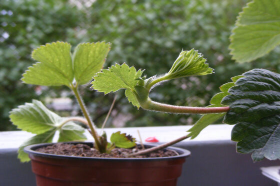 Erdbeeren vermehren: Ableger ziehen & Samen aussäen