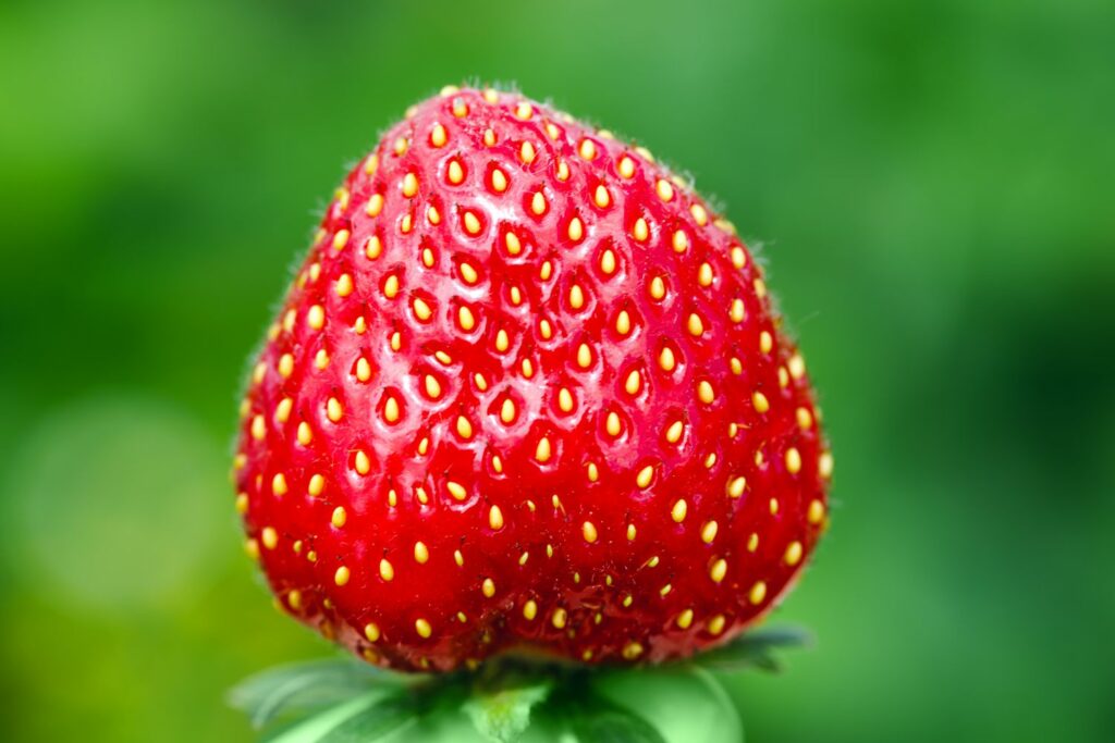 Erdbeere mit Samen