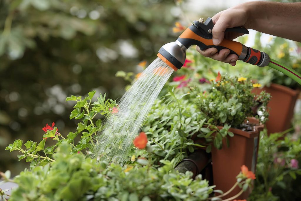 Geranien werden mit Wasser gegossen