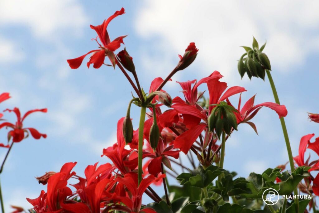 rote Pelargonium Blüten