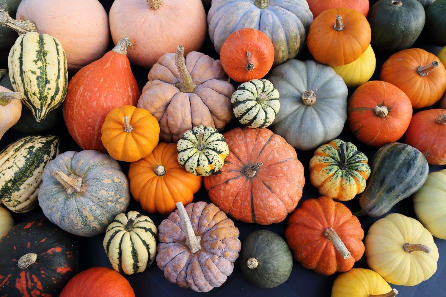 Kürbis: Steckbrief zum Herbstgemüse - Plantura