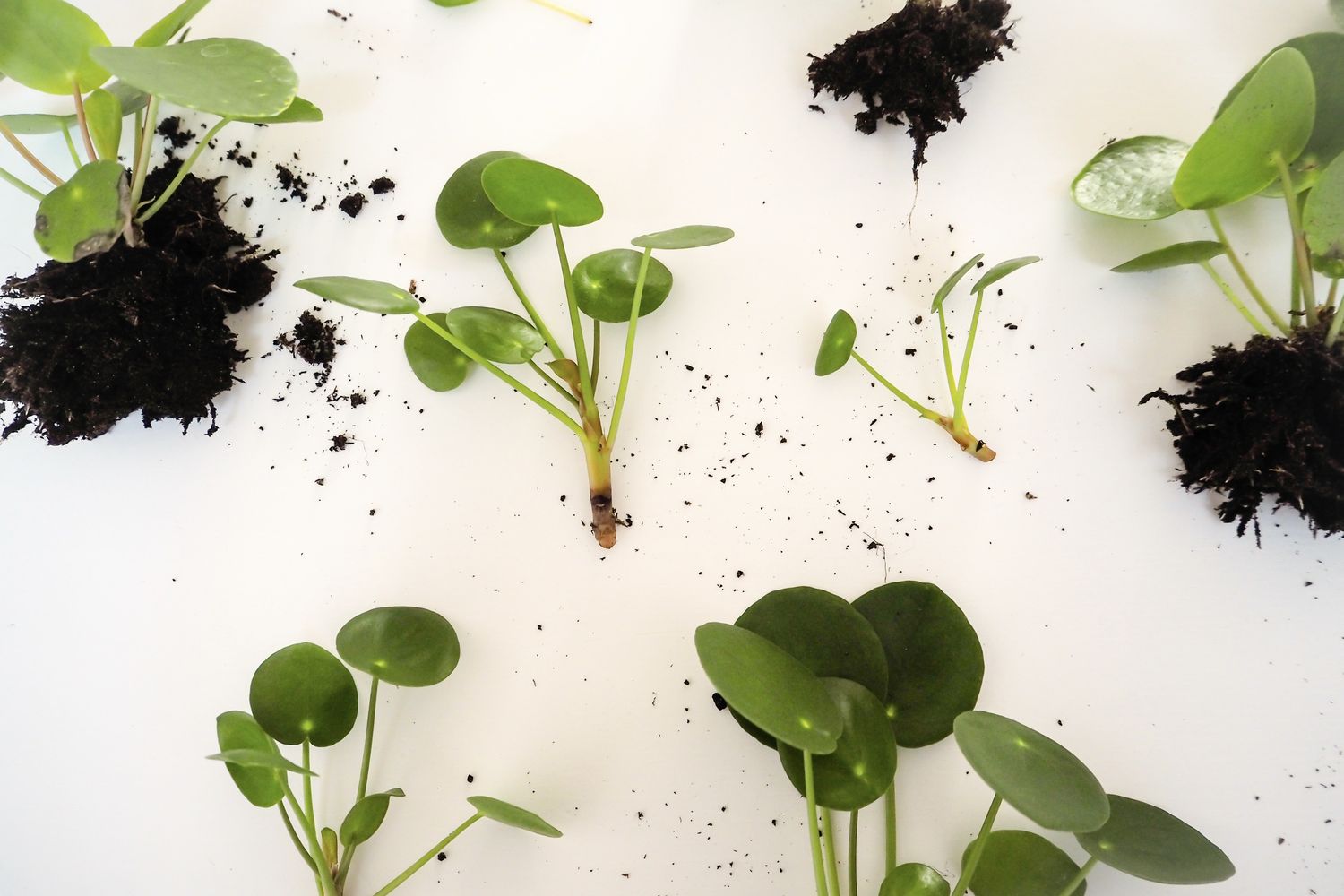 Vegetative Vermehrung Erklärung & Beispiele Plantura