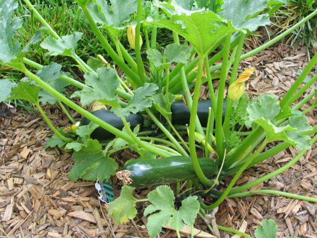 reife Zucchini im Beet
