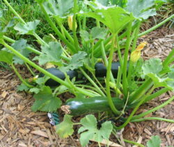 Reife Zucchini 1