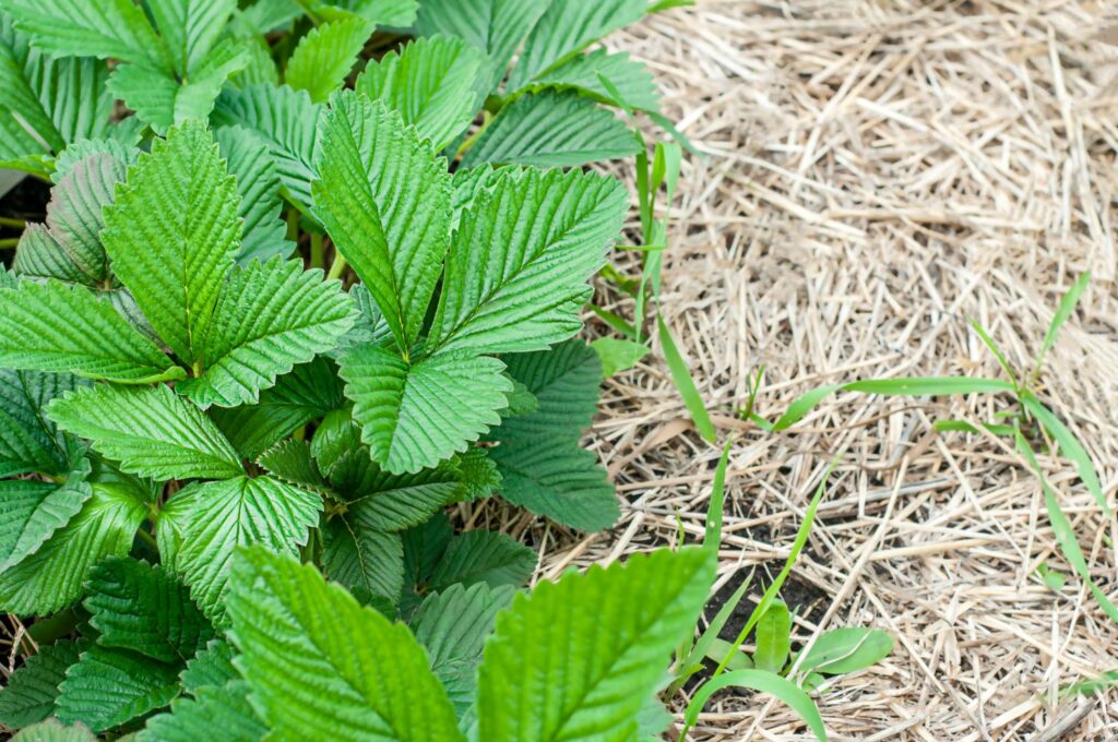 Erdbeerpflanzen mit Mulch