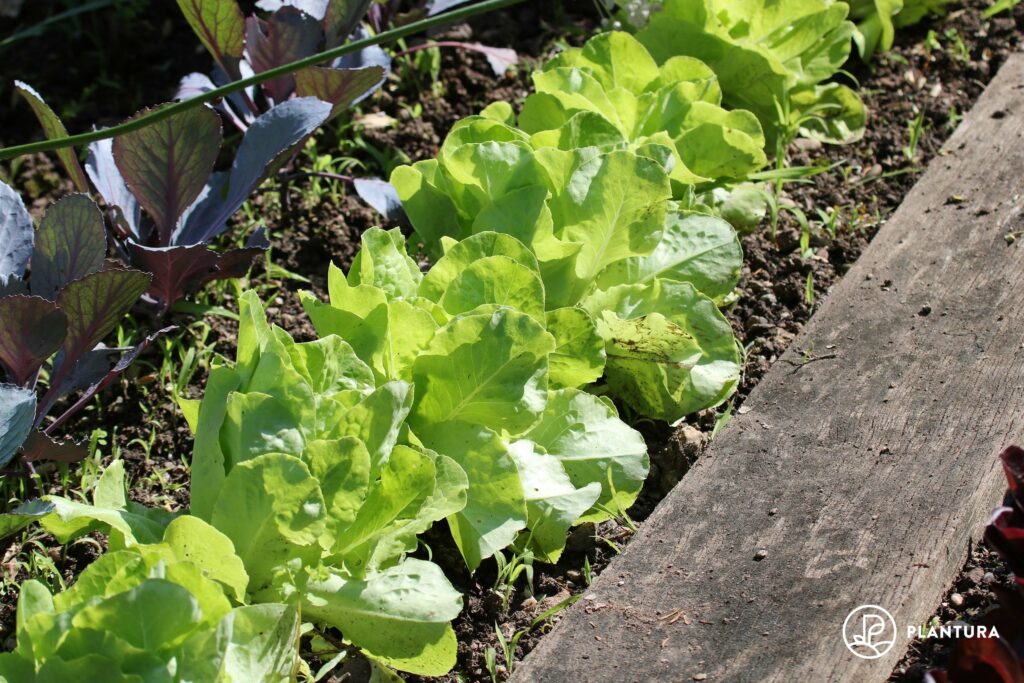 Salat im Hochbeet