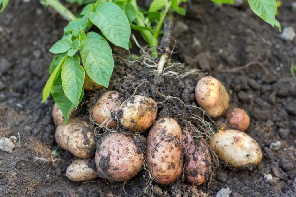 vegetative Vermehrung von Kartoffeln