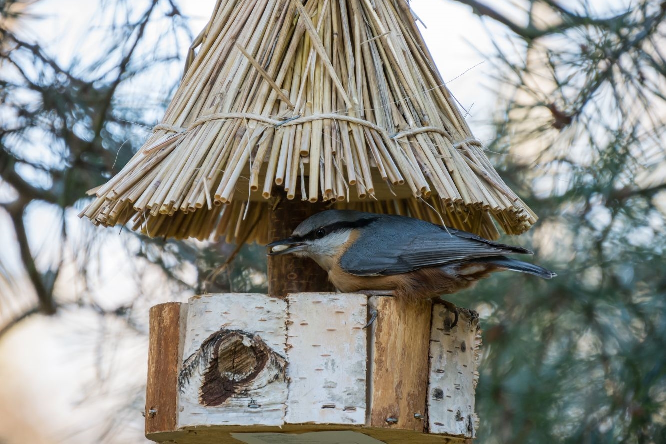 Sollte man Vögel im Garten füttern?
