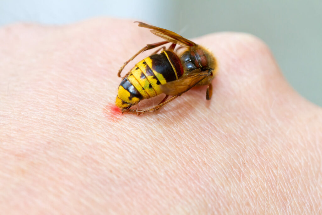 Wespe auf Hand