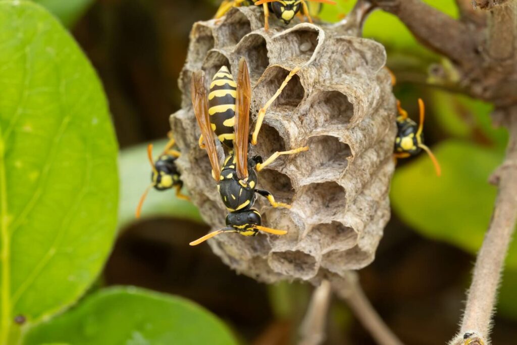 Wespen beim Nestbau