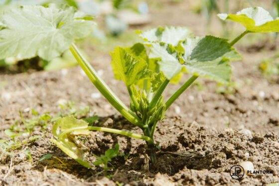 Zucchini pflanzen & erfolgreich selbst anbauen