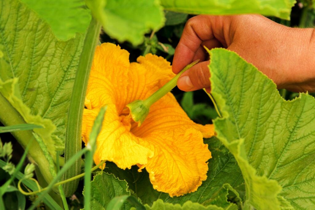 Zucchini wird per Hand bestäubt