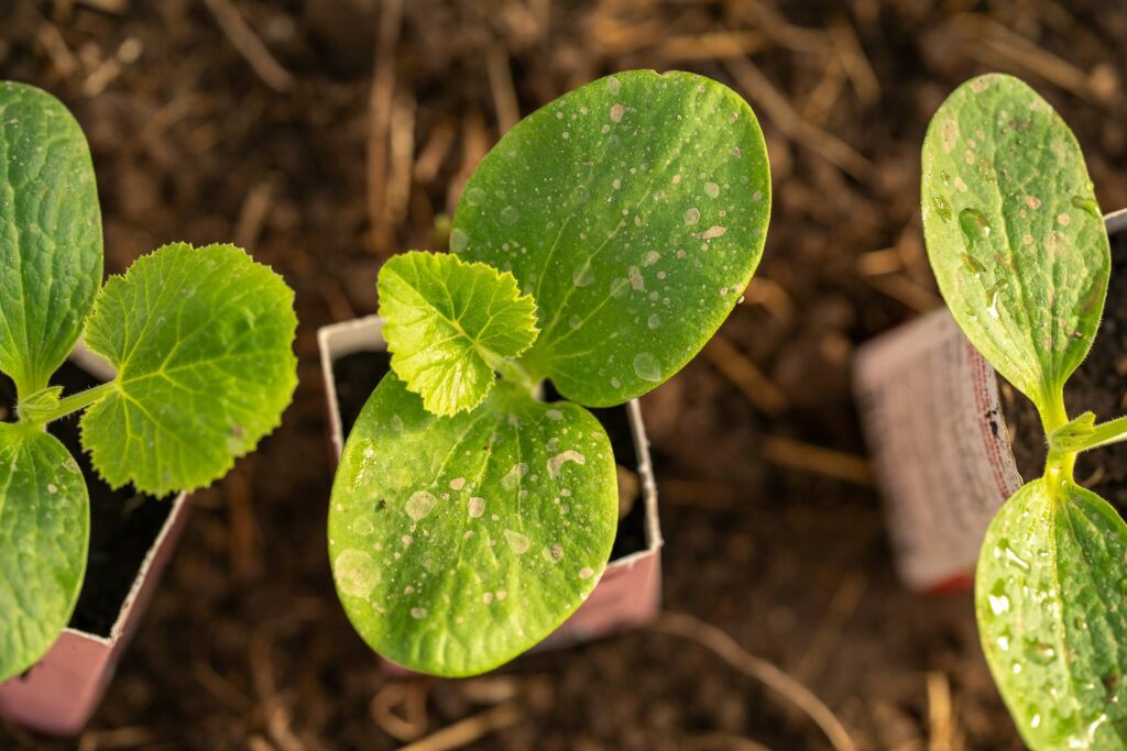 Zucchini Pflanzen Und Erfolgreich Anbauen Plantura