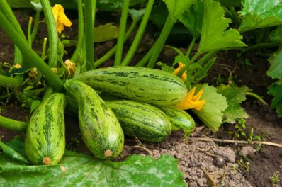 Zucchini ernten, lagern & haltbar machen