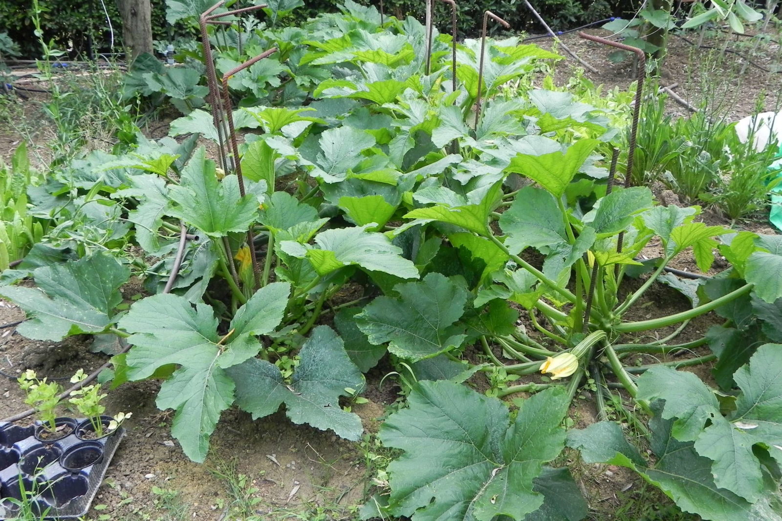 Zucchini pflanzen und erfolgreich anbauen Plantura