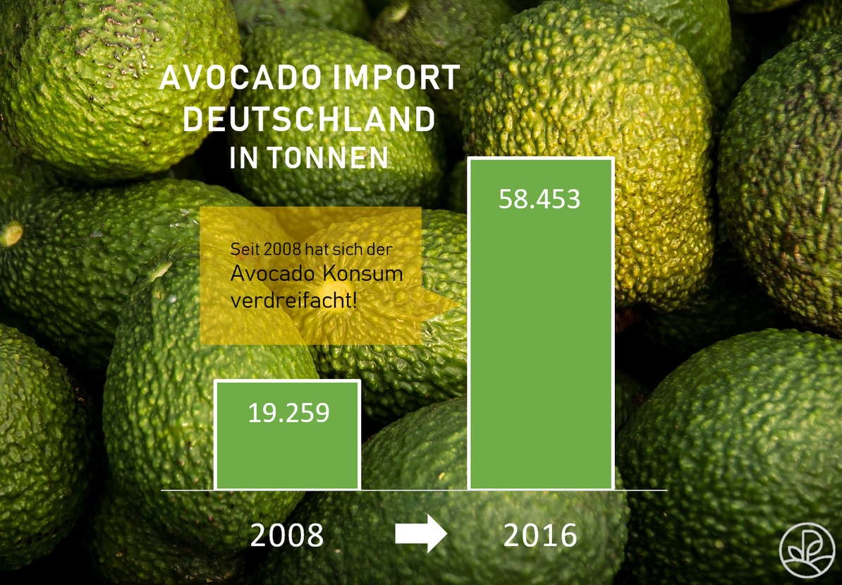 Avocado Import Diagramm