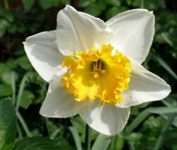 Blüte Narzisse 1