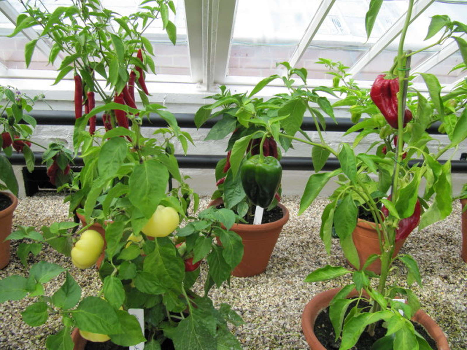 Paprika pflanzen Paprikaschoten aus dem eigenen Garten Plantura