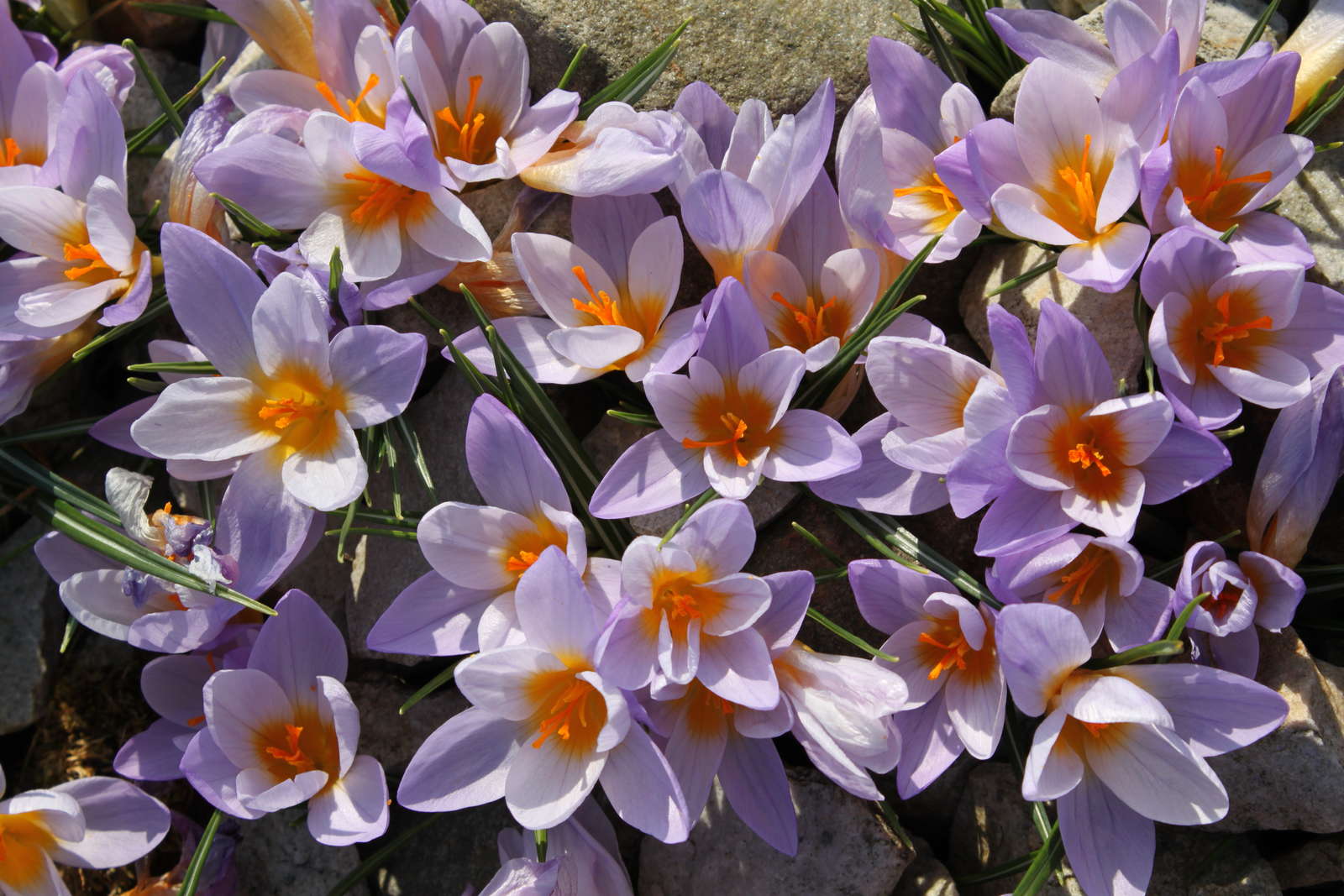 Krokus pflanzen Die zierliche Blütenpracht im eigenen Garten anbauen