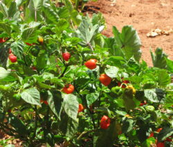 Habanero 1