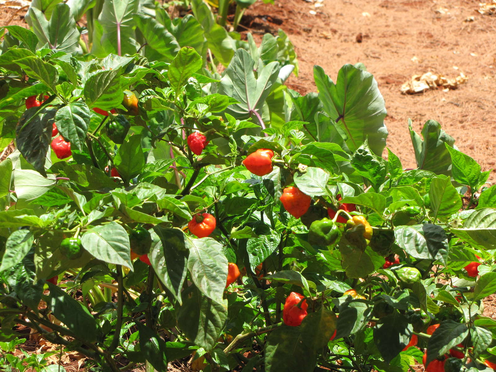 Paprika pflanzen Paprikaschoten aus dem eigenen Garten Plantura