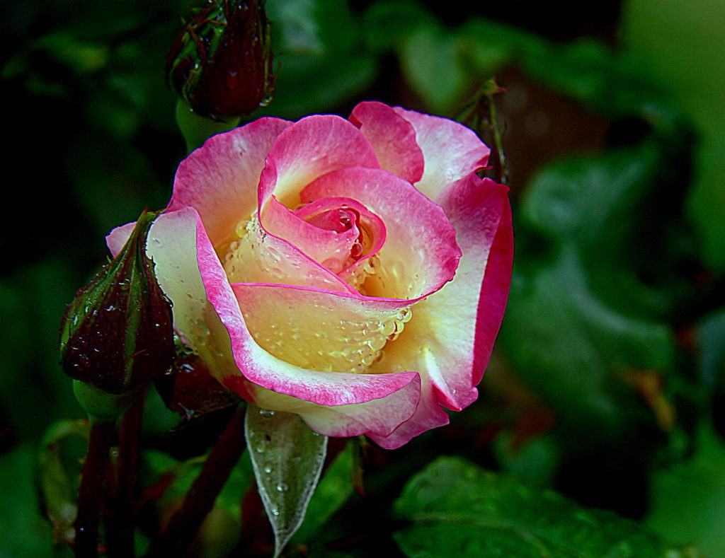 Kletterrose Blüte farbverlauf