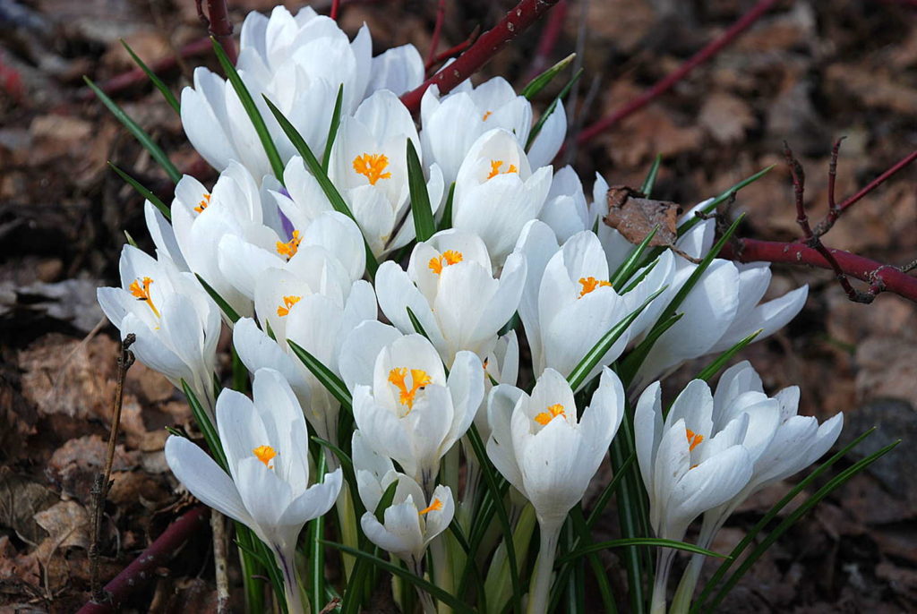Krokus weiß