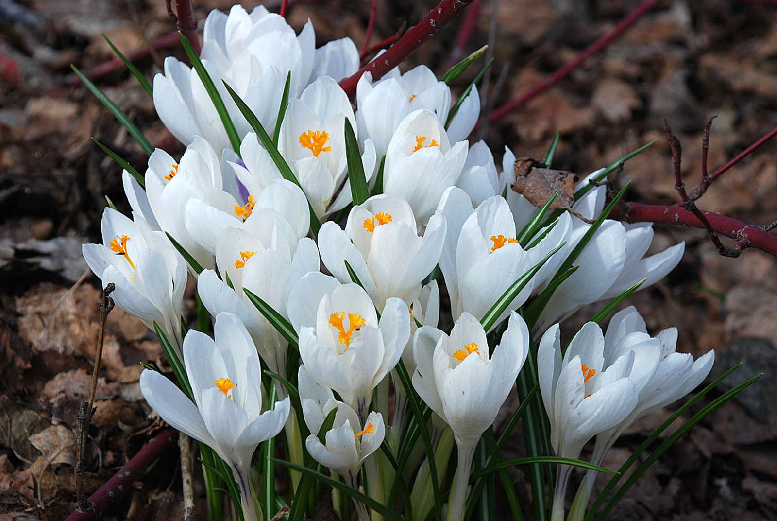 Krokus pflanzen Die zierliche Blütenpracht im eigenen Garten anbauen