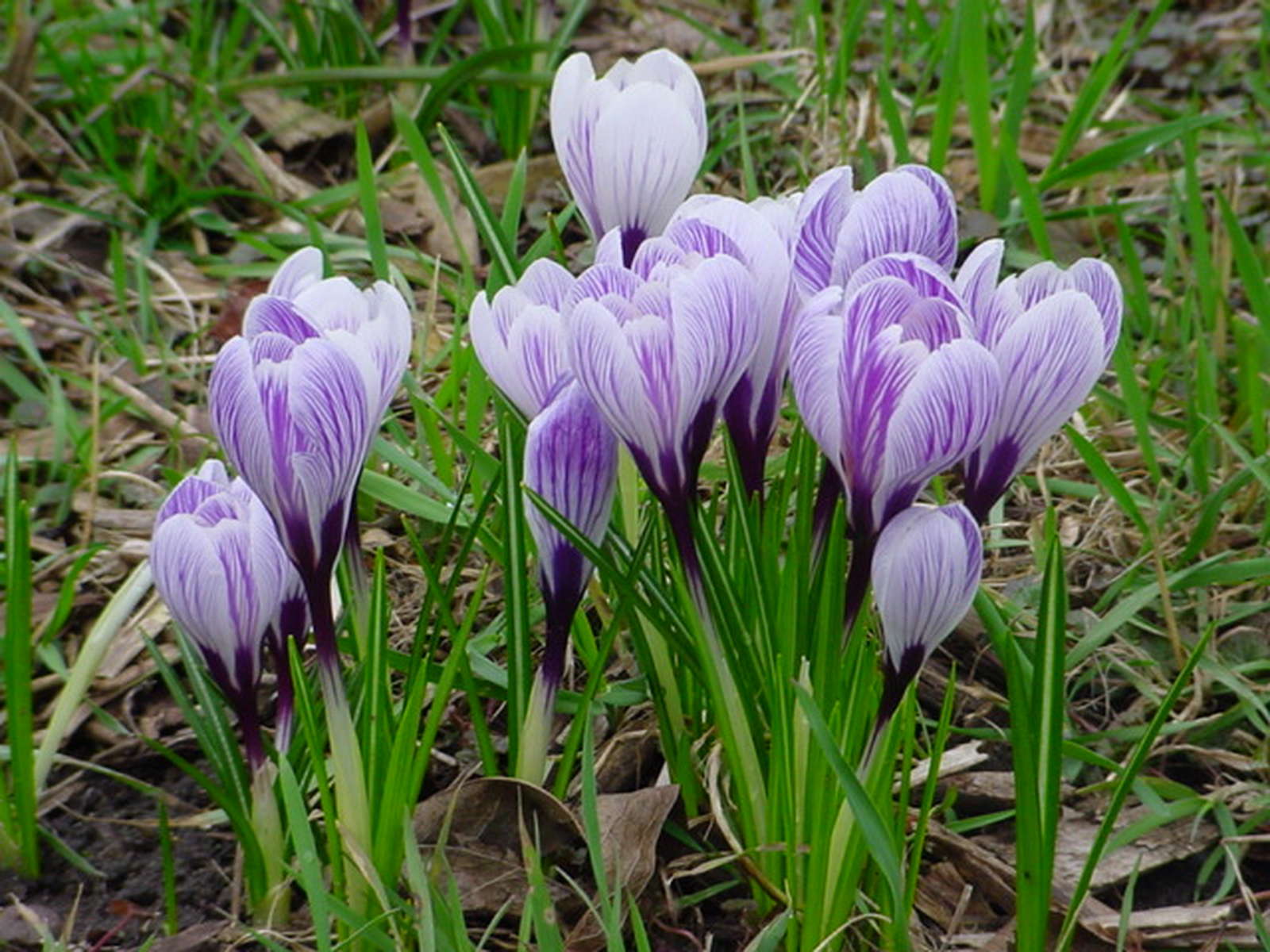 Krokus pflanzen Die zierliche Blütenpracht im eigenen Garten anbauen